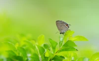 Uma delicada borboleta lycaenid pousou em folhas verdes vibrantes.