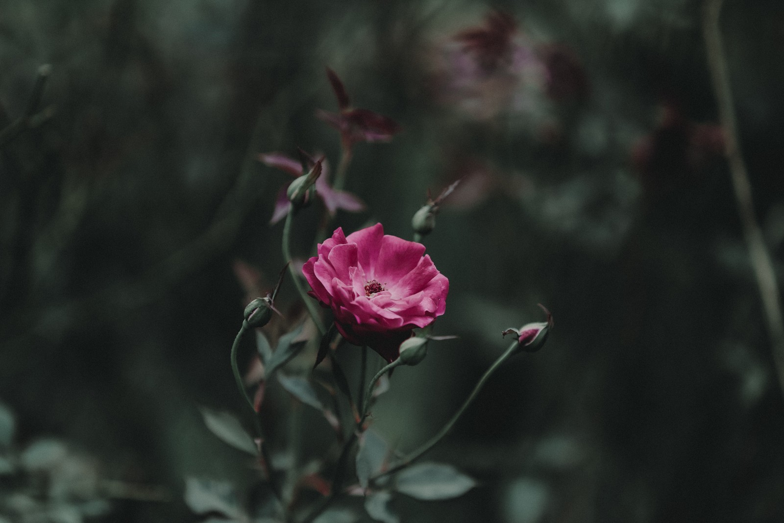 Hay una flor rosa que está creciendo en la hierba. (planta floreciendo, tallo de planta, flor, hoja, rosa)