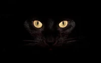 Primer plano de los ojos llamativos de un gato negro en la oscuridad