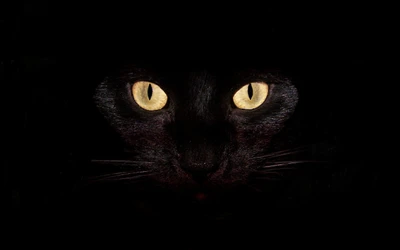 Close-Up of a Black Cat's Striking Eyes in Darkness