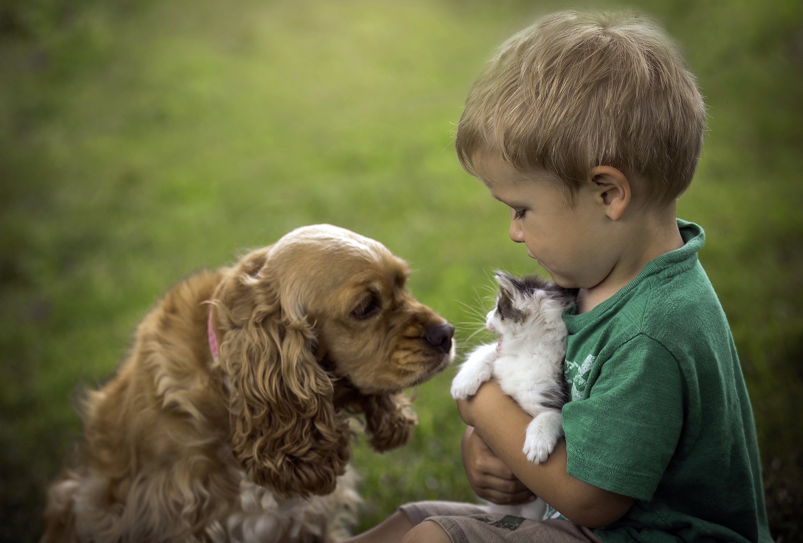 Um garoto segurando um gatinho e um cachorro em seus braços. (cachorro, filhote, raça de cachorro, cocker spaniel inglês, cocker spaniel americano)