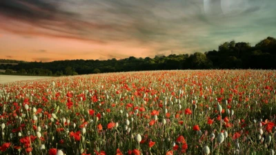 Prairie vibrante de fleurs de coquelicot sous un ciel coloré