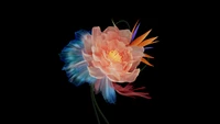 abstrakte blume, mehrfarbig, schwarzer hintergrund, amoled, 5k