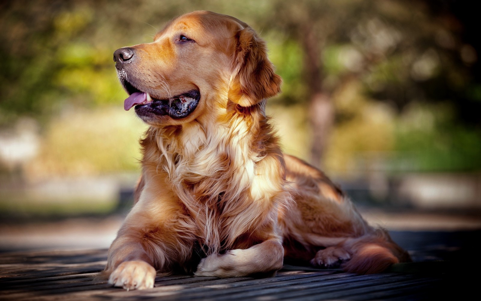 Un chien est allongé sur un banc (golden retriever, chiot, race de chien, chien de compagnie, groupe sportif)