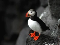 Atlantic Puffin on Rocky Perch with Vibrant Beak and Feet