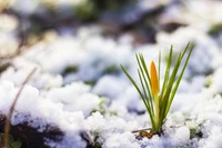 winter, snow, crocus, flower, plant