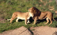 wildleben, landsäugetier, masai löwe, fauna