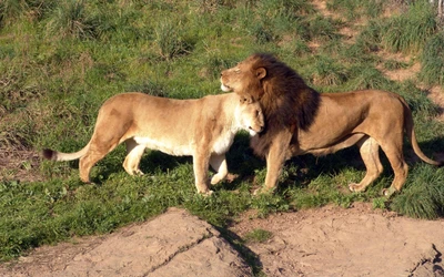 fauna, animal terrestre, leão masai