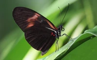 Photographie macro d'un papillon noir avec des reflets orange sur des feuilles vertes