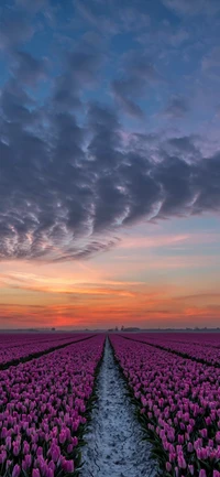 Campos vibrantes de tulipas roxas sob um céu ao crepúsculo