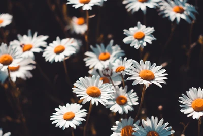 Marguerites vibrantes en pleine floraison