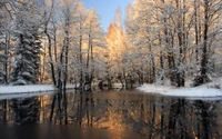 Reflexão de inverno pela manhã: Árvores congeladas à beira de uma água tranquila