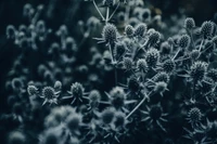 Primer plano en blanco y negro de vida vegetal negra texturizada, con flores y hojas intrincadas contra un fondo borroso.