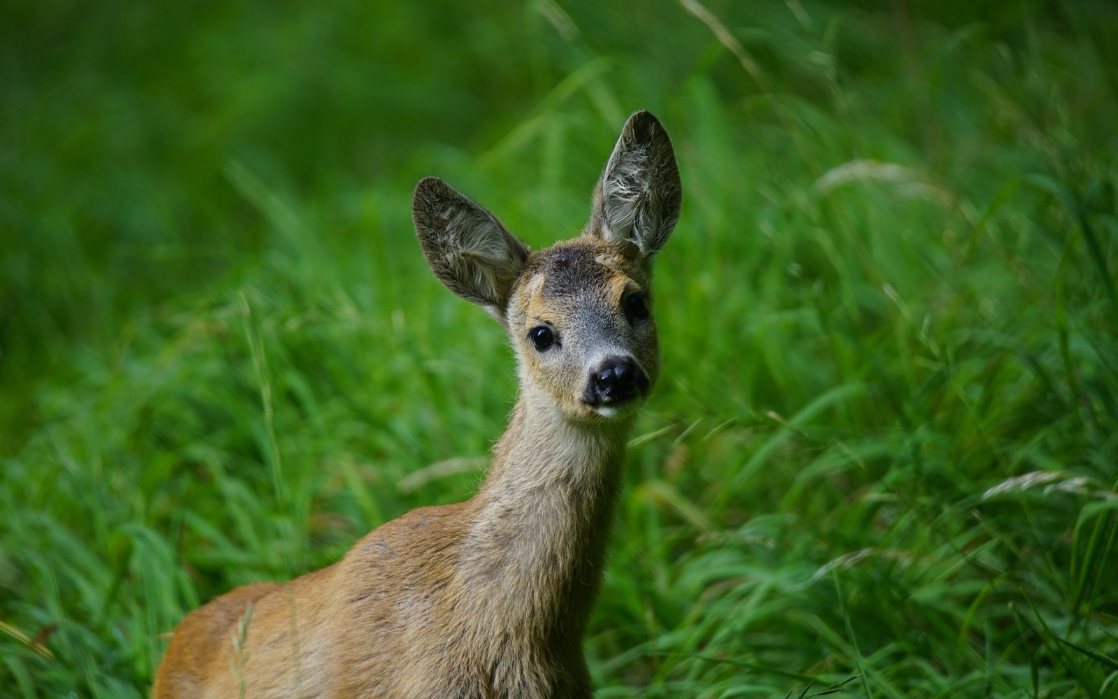 Il y a un cerf qui se tient dans l'herbe (faune, cerf, animal terrestre, chevreuil, herbe)