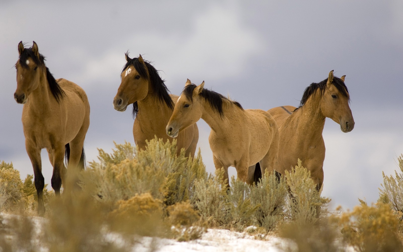 Три лошади стоят в ряд на снежном холме (мустанг, mustang, лошадь мустанг, стадо, грива)