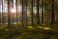 ensoleillement, forêt, boisé, arbre, nature