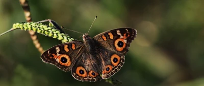 lycaenid, monarch butterfly, insect, moths and butterflies, butterfly