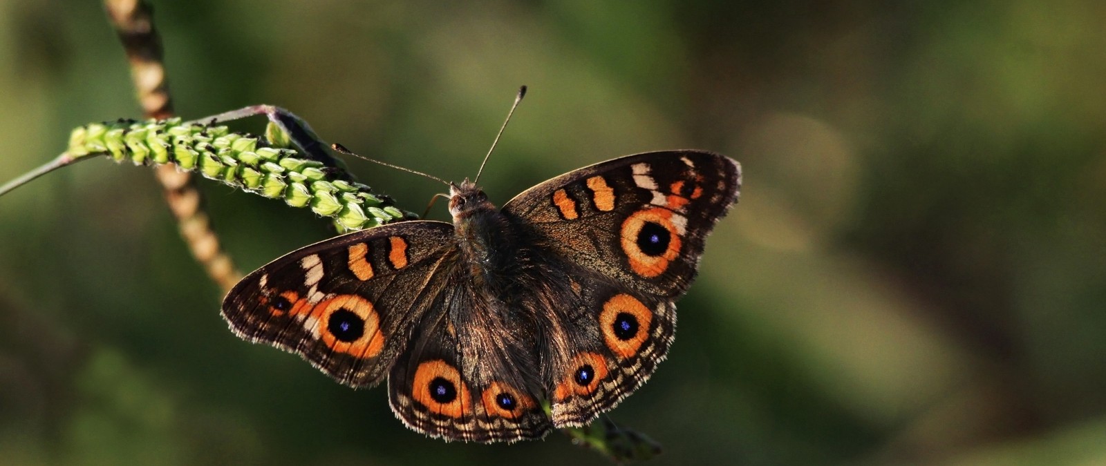 Un papillon qui est assis sur une plante avec des taches orange (lycénidé, papillon monarque, insecte, papillons de nuit et papillons, papillon)