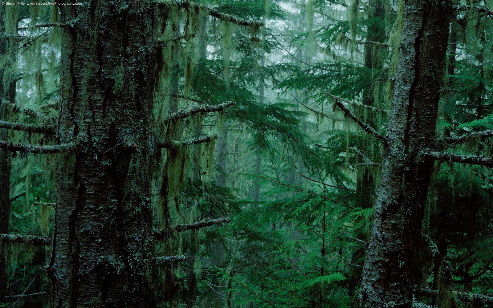 Un primer plano de un bosque con muchos árboles y musgo (bosque, árbol, naturaleza, vegetación, verde)