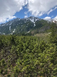 Lush conifer forest in the foreground with a majestic snow-capped mountain range under a bright sky, highlighting the beauty of highland wilderness.