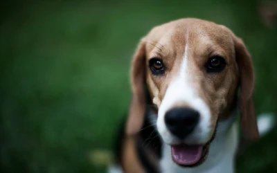 beagle, filhote, harrier, focinho, raça de cachorro