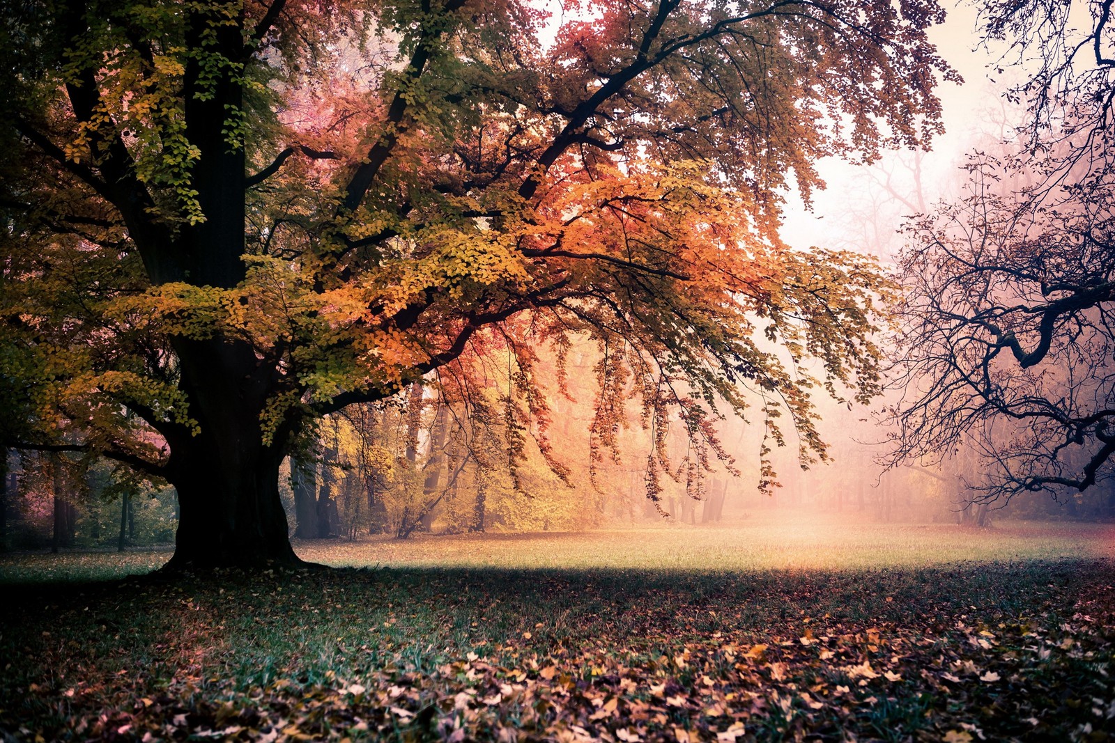 A tree with leaves on the ground in a park (apple macbook pro, macbook, tree, nature, leaf)