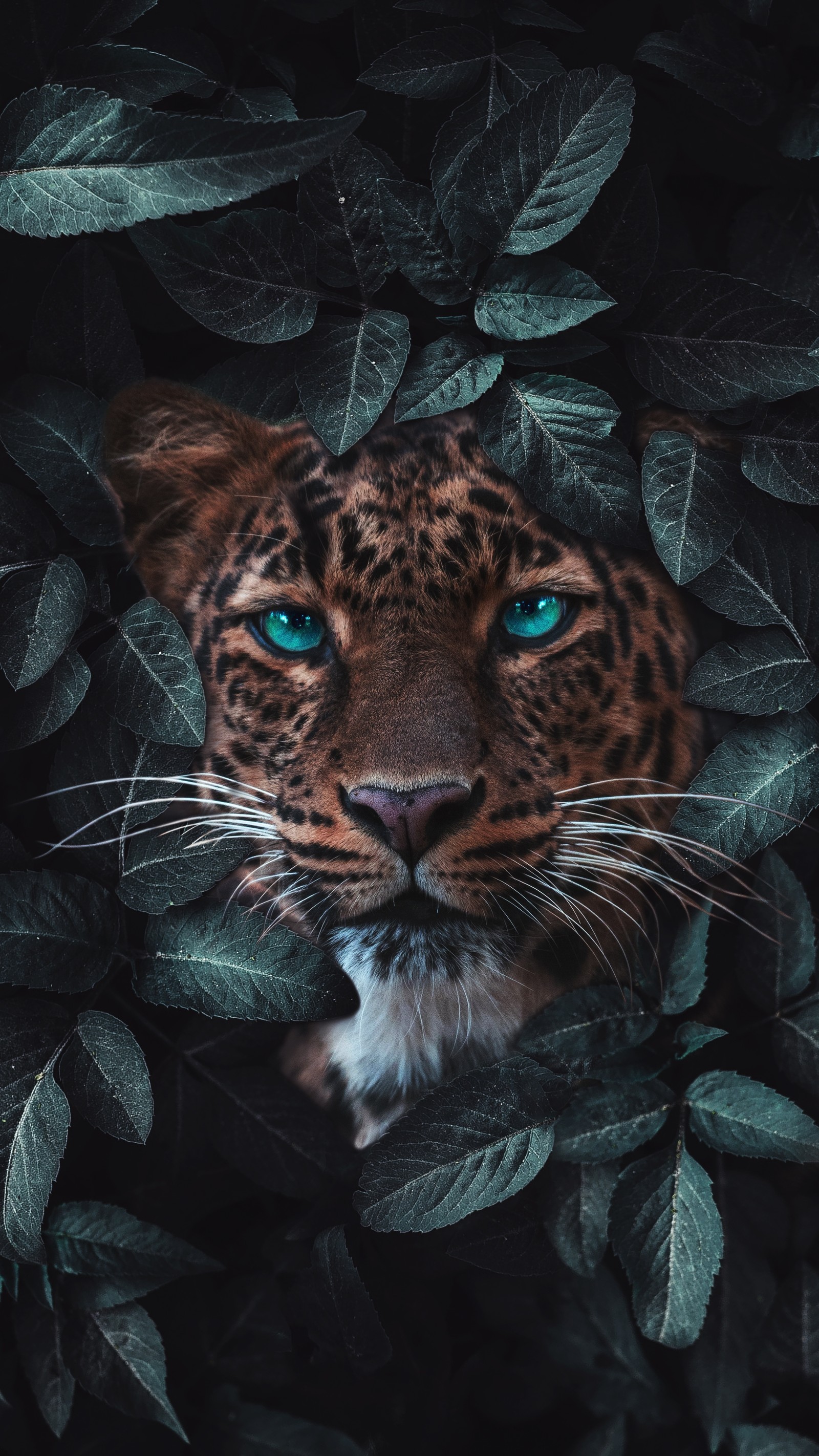 Eine nahaufnahme eines leoparden mit blauen augen, umgeben von blättern (tiger, leopard, jaguar, löwe, felidae)