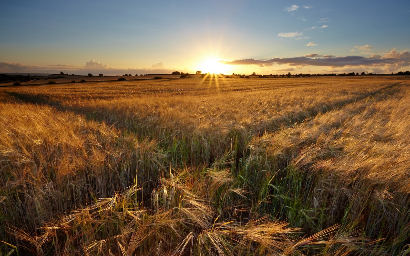 Un campo de trigo al atardecer con el sol brillando a través de las nubes (naturaleza, paisaje, trigo, campo, pradera)