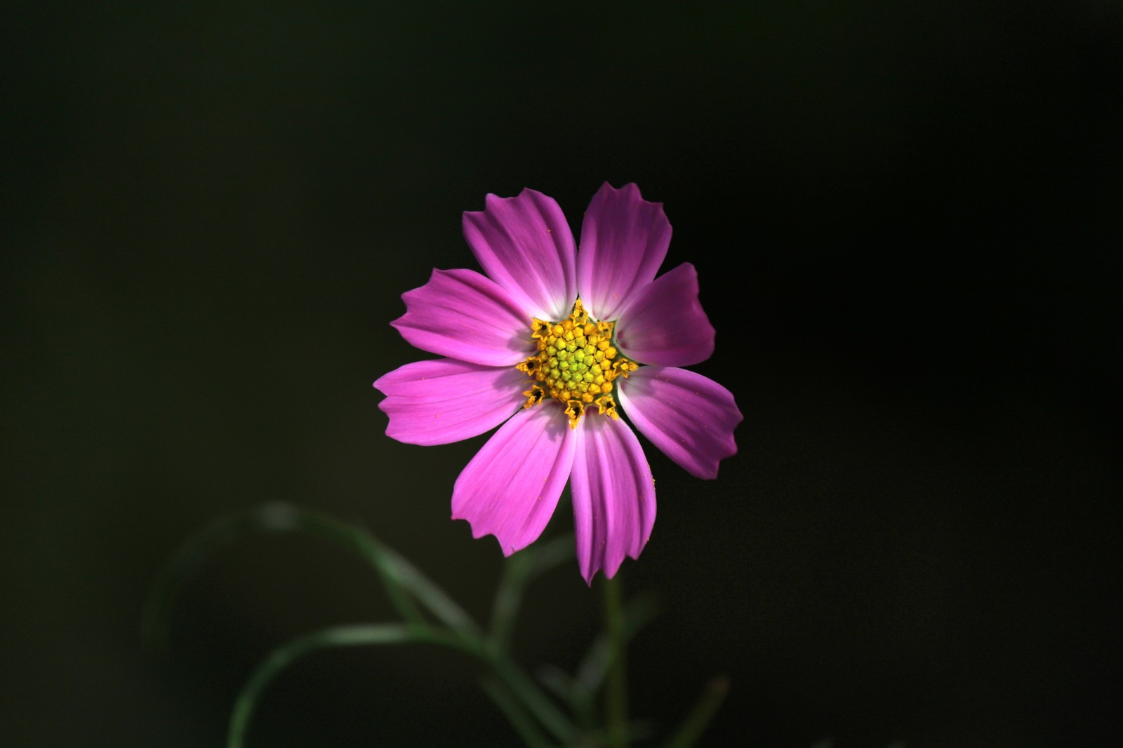 flower, flowering plant, petal, plant, pink wallpaper