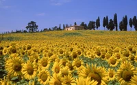 yellow, plant, flowering plant, valley, daisy family wallpaper