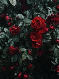 Roses rouges vibrantes au milieu d'un feuillage vert luxuriant