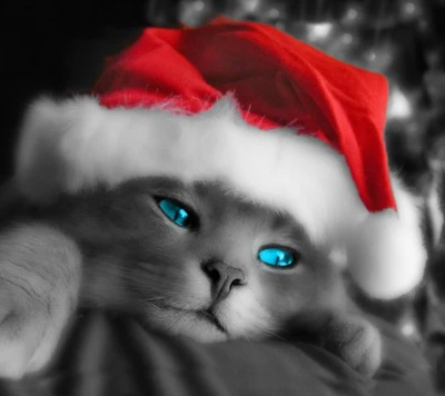 Gato de olhos azuis com um chapéu de Natal