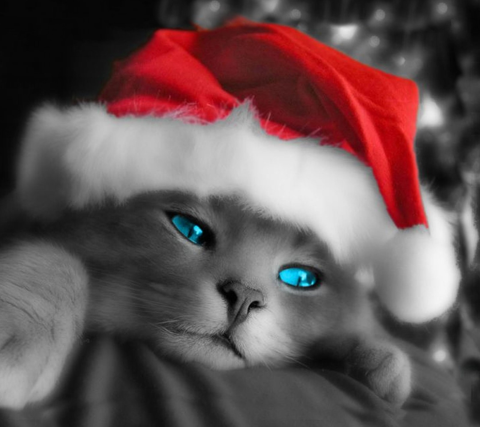 blue, cat, christmas, christmas cat, eyes wallpaper