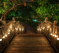 Escaleras de madera encantadoras adornadas con luces románticas entre árboles frondosos