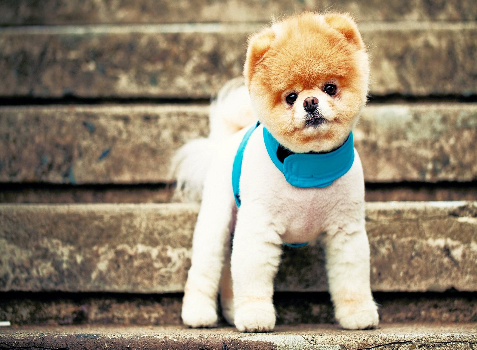 Araffy dog with a blue bandanna standing on steps (dog, puppy, yellow)