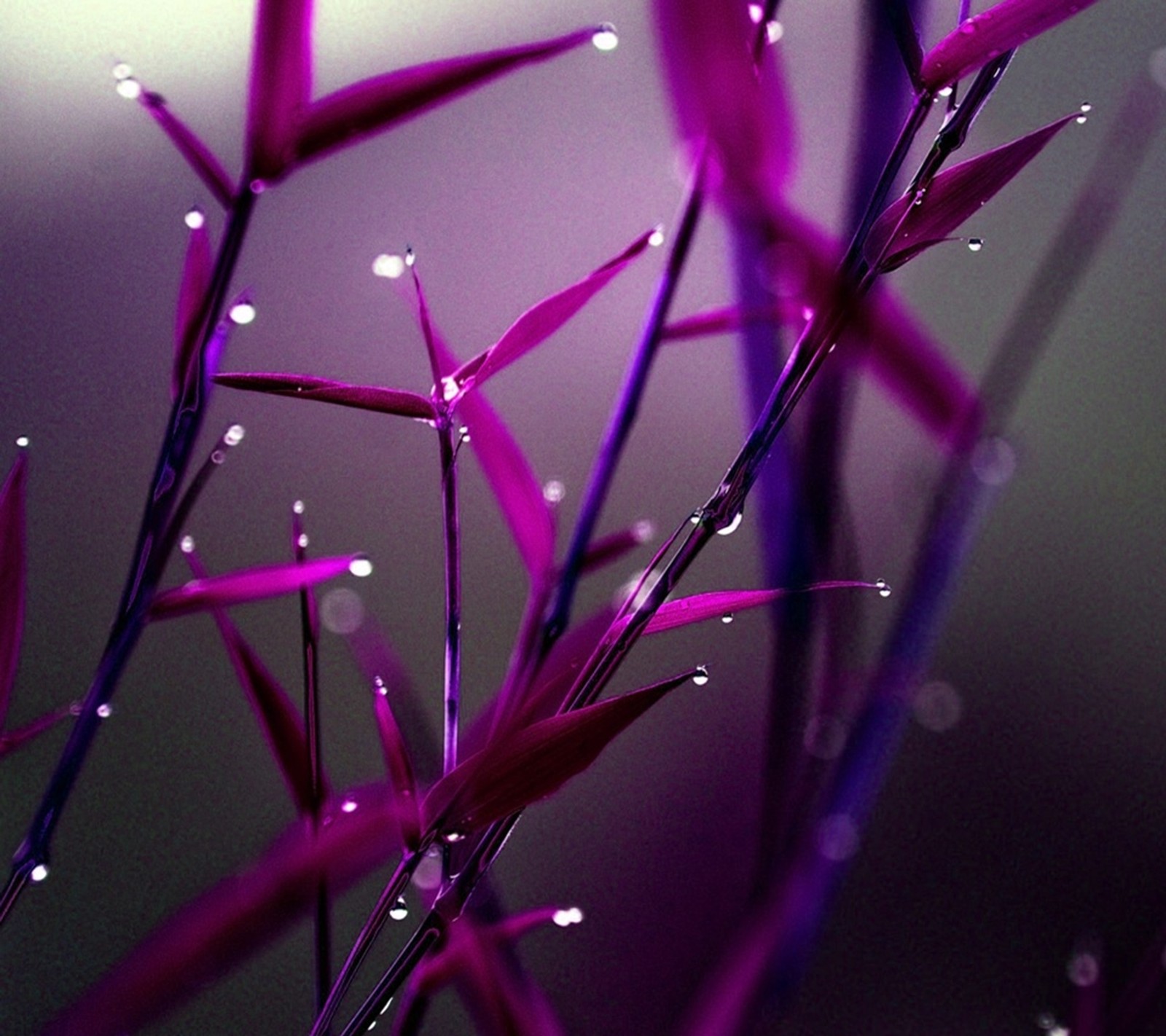 Des fleurs violettes avec des gouttes d'eau dans un jardin (abstrait, rosée, gouttes, nature, nouveau)