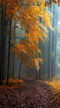 Sendero del Bosque de Otoño Encantado