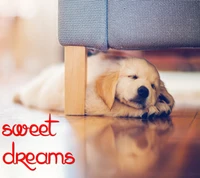 dreams, sweet