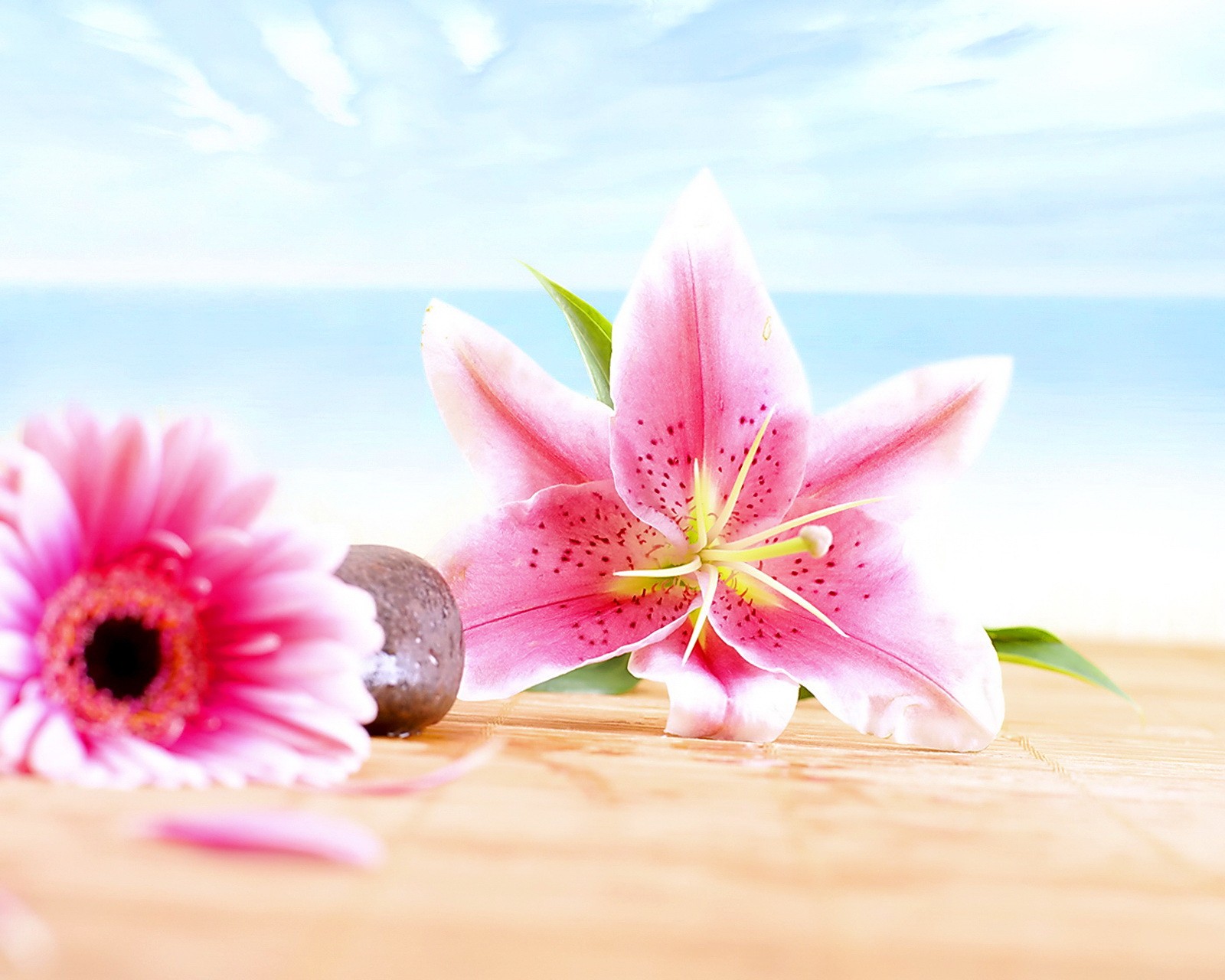 Il y a deux fleurs roses sur une table avec une pierre (plage, fleur, lys, rose, sable)