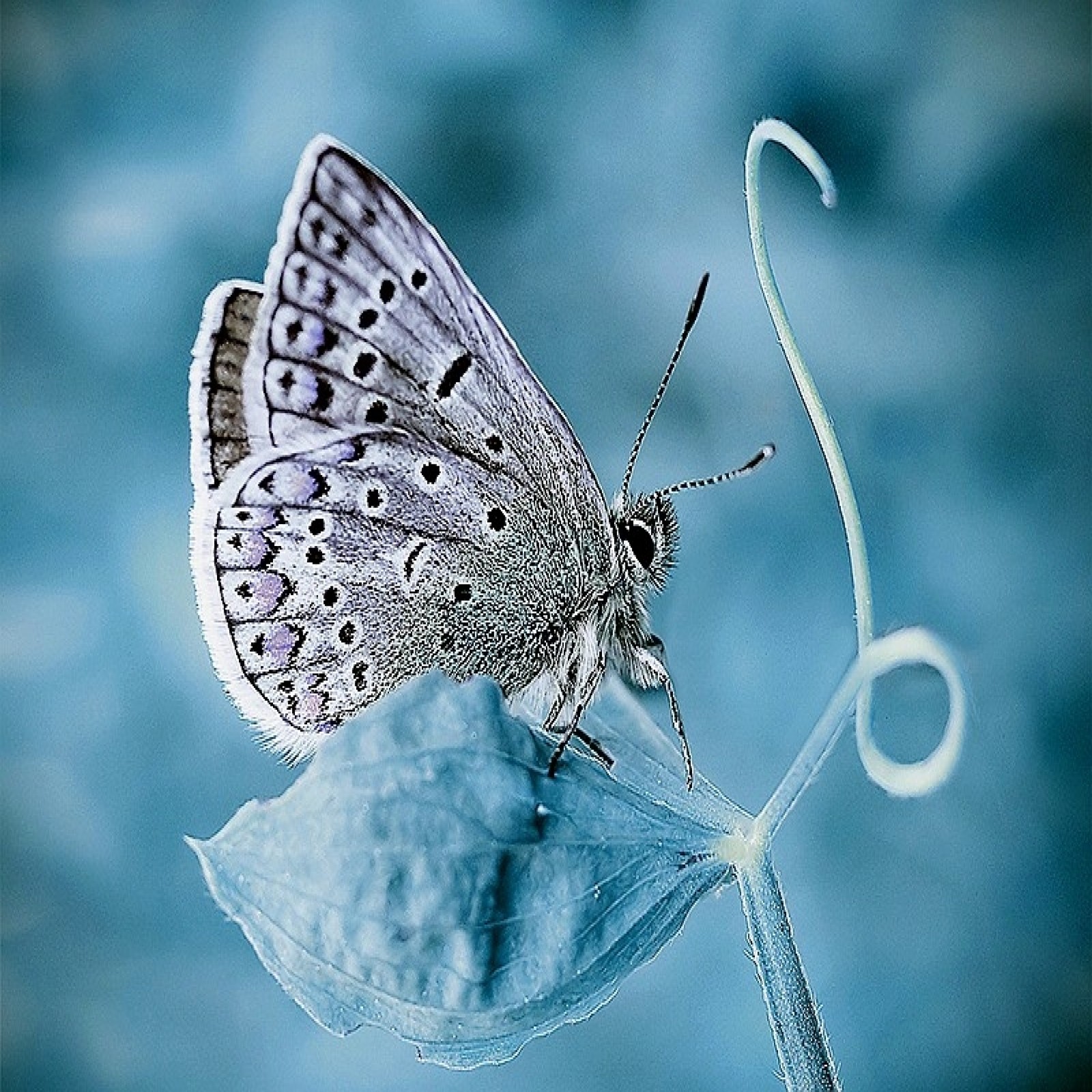 animals, butterfly wallpaper