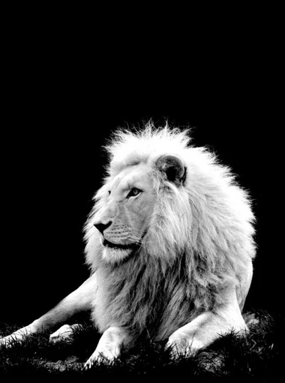 Majestuoso león blanco contra un fondo oscuro