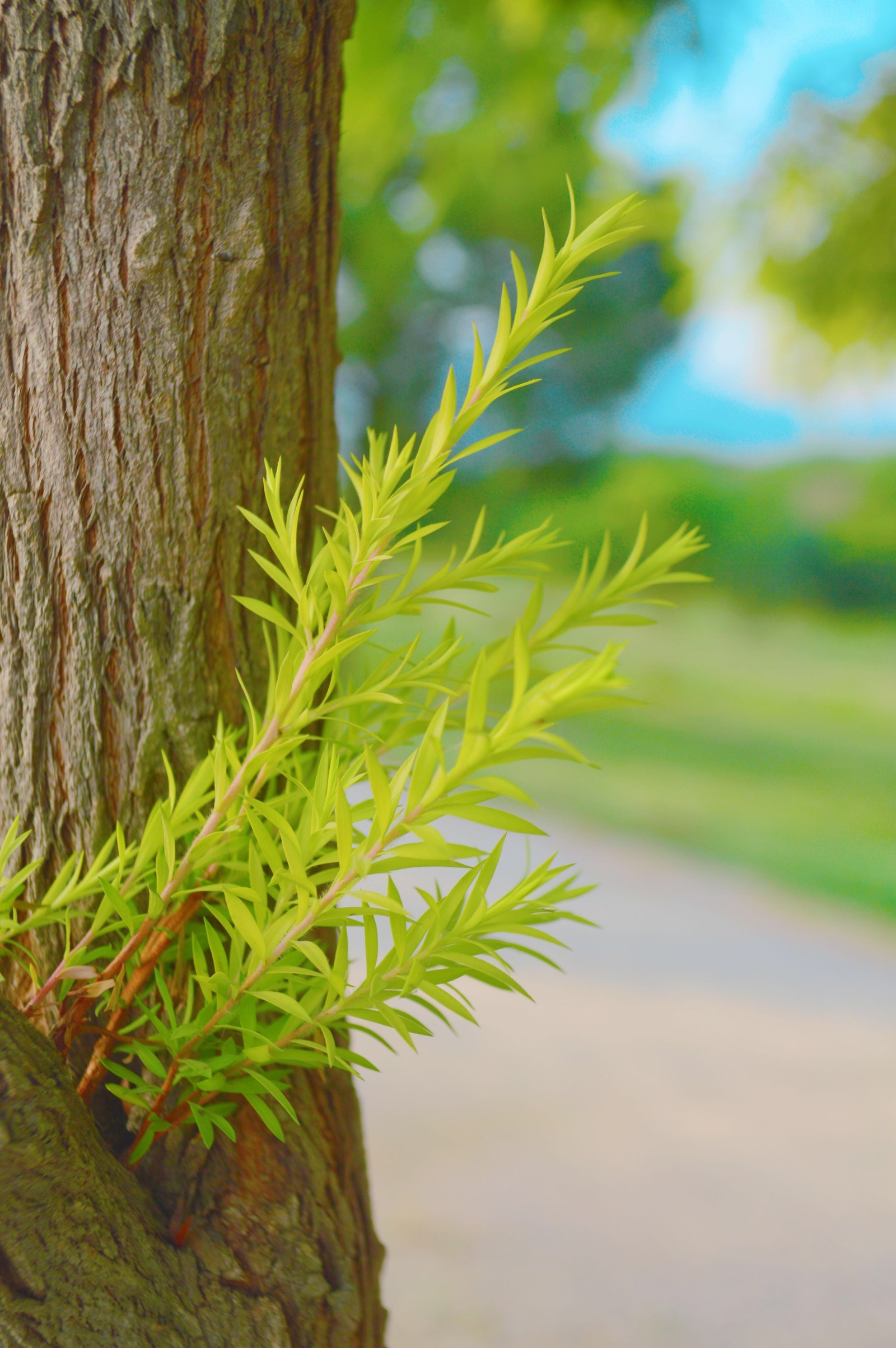 There is a small plant growing out of the bark of a tree (nature, tree)