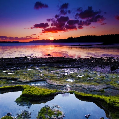 Atardecer sereno sobre un vibrante humedal