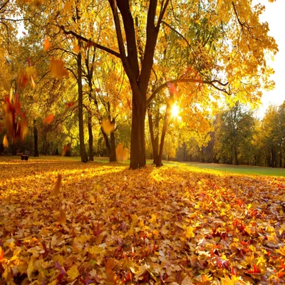 Goldener Herbst Frieden: Ein Teppich aus Blättern unter warmem Sonnenschein