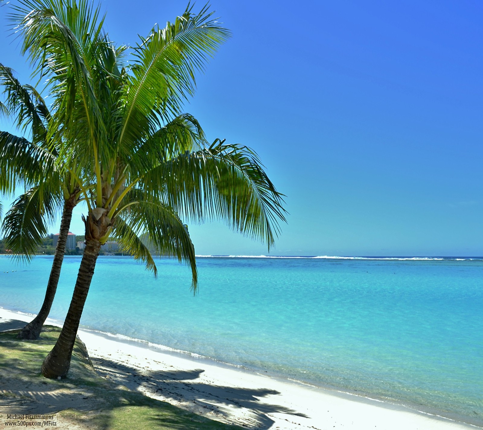 Il y a deux palmiers sur la plage près de l'eau (paradis, mer)