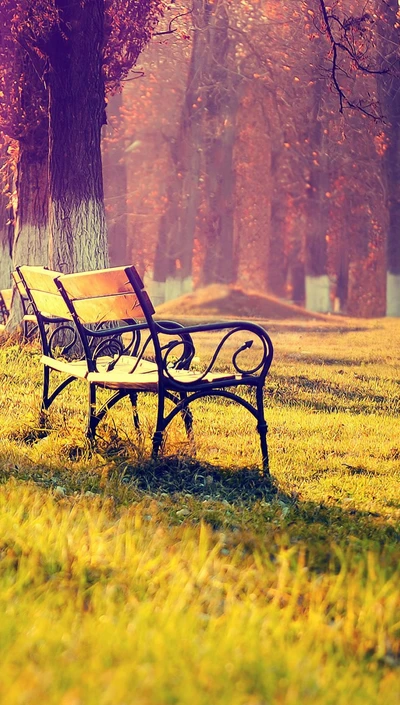 Serene Autumn Bench Amidst Colorful Foliage