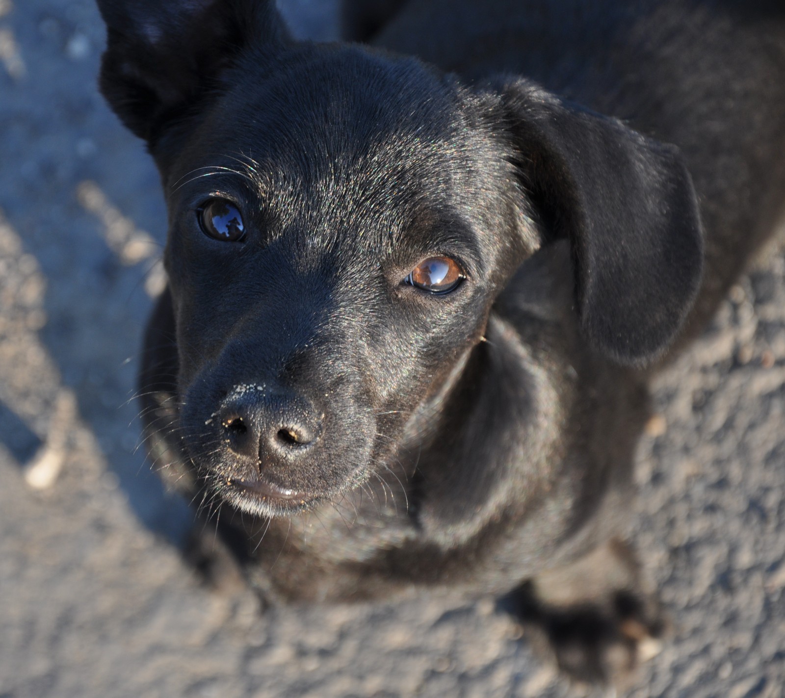 Há um cachorro preto com olhos azuis olhando para a câmera (animais, preto, cachorro, olho, rosto)