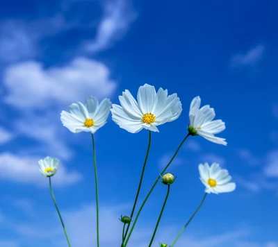 Flores blancas delicadas contra un cielo azul claro de primavera