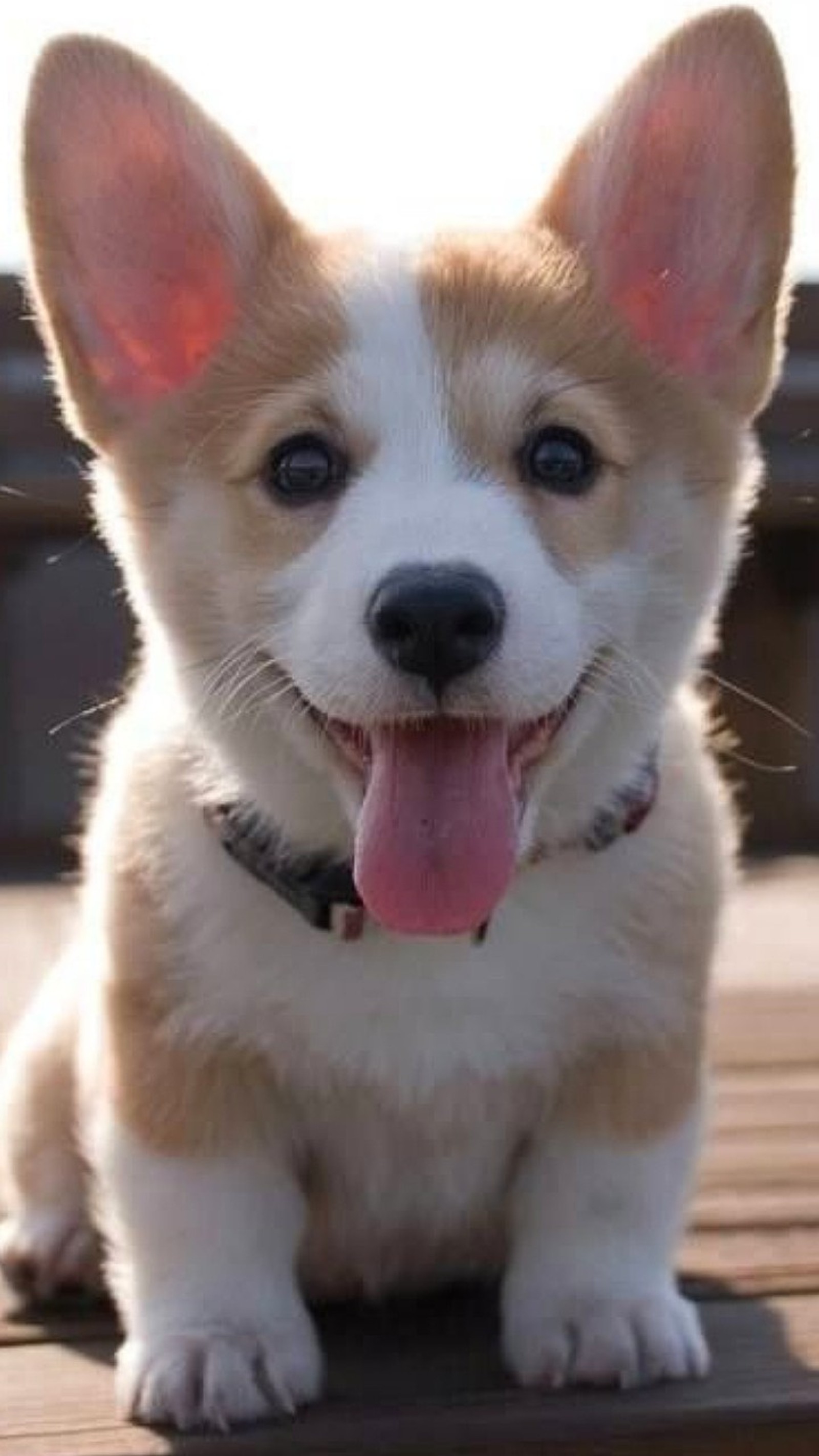 Hay un perro pequeño sentado en una terraza de madera con la lengua afuera (korgi, perro)