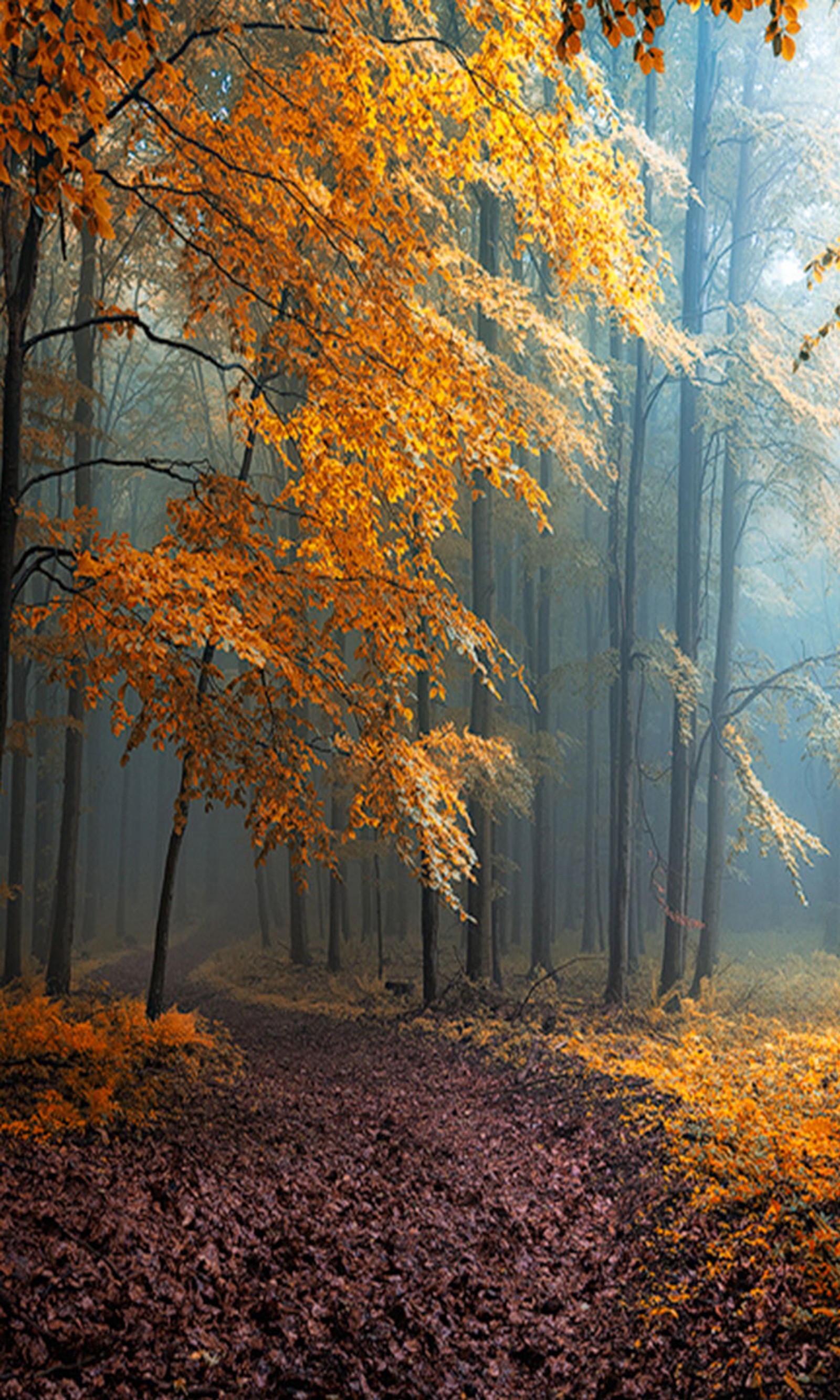 Trees with yellow leaves in a forest with a bench in the middle (autumn, forest)